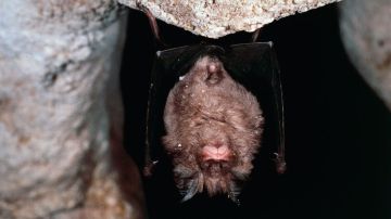 El murciélago grande de herradura chino (Rhinolophus ferrumequinum) es considerado el sospechoso #1 de ser el origen del brote de coronavirus de Wuhan.