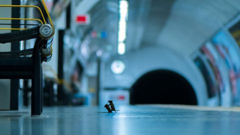 Sam Rowley pasó cinco noches tendido en el piso de un andén en el metro de Londres para lograr esta imagen.