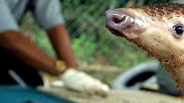 Un pangolín traficado en Kuala Lumpur: el animal es sospechoso del brote coronavirus.