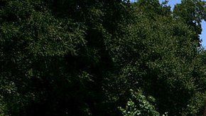 El ingreso promedio de un hogar en Atherton es de más de $525,000 al año.