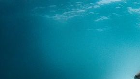 Greg Lecoeur ganó el cotizado premio Fotógrafo Submarino del Año 2020 con "Casa móvil congelada".