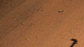 El verano pasado arrestaron por tráfico humano a 23 marines de una base de San Diego.