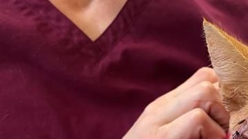 El gato se recupera de la herida de una flecha.