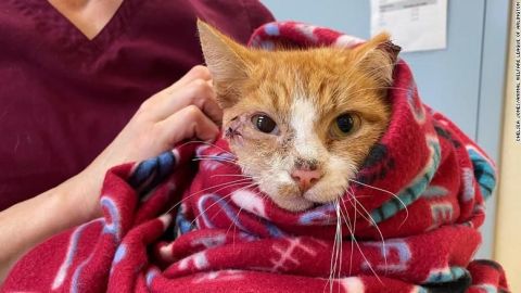 El gato se recupera de la herida de una flecha.