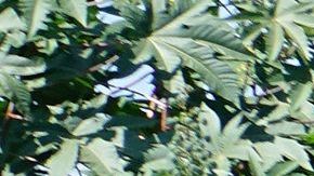 Los riesgos para los migrantes en México.