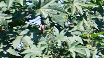 Los riesgos para los migrantes en México.