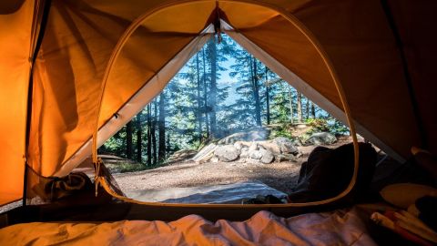 Bosque en Europa para acampar / Créditos: Scott Goodwill vía Unsplash