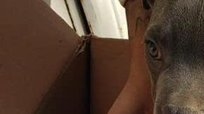 El perro tiene fracturada la cola.