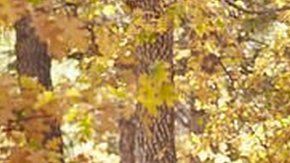 Caminar 10 minutos al día incrementa tu salud.