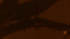 Los 20 bomberos de California que viajaron a Australia para combatir los incendios han vuelto.