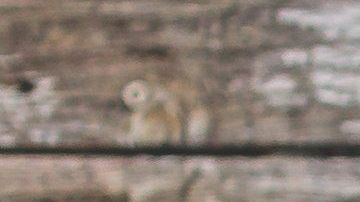 Encontrar un alquiler donde acepten mascotas es una tarea un tanto difícil, pero no imposible.