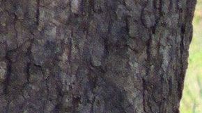 Los felinos querían llamar la atención de la antílope madre.