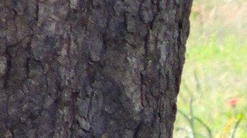 Los felinos querían llamar la atención de la antílope madre.