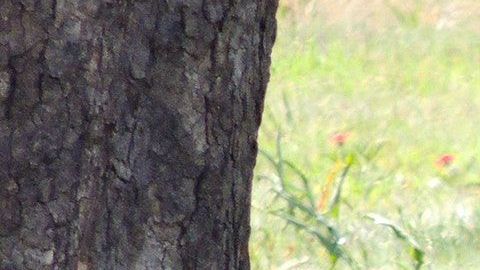 Los felinos querían llamar la atención de la antílope madre.