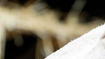 La extraordinaria capacidad de las cabras de digerir cualquier tipo de materiales se debe a un hongo que crece en sus estómagos.