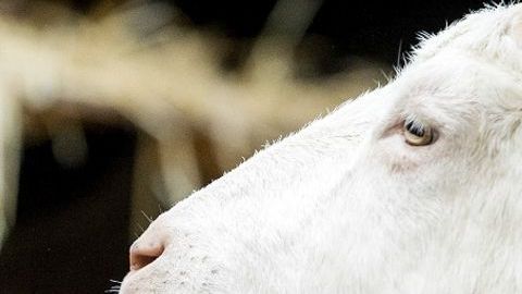 La extraordinaria capacidad de las cabras de digerir cualquier tipo de materiales se debe a un hongo que crece en sus estómagos.