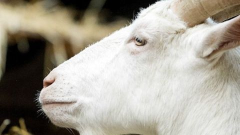 La extraordinaria capacidad de las cabras de digerir cualquier tipo de materiales se debe a un hongo que crece en sus estómagos.