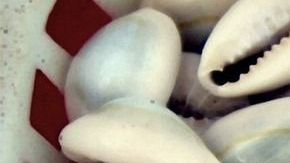 La lectura de caracoles marinos es un método de adivinación.