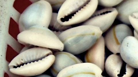 La lectura de caracoles marinos es un método de adivinación.