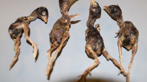 Aves muertas en la maleta.