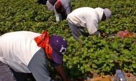 Problemas respiratorios, recién nacidos afectados y noches sin dormir, entre los efectos que tenía el clorpirifós, pesticida que a partir de ahora está prohibido usar en los campos de California.