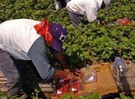 Problemas respiratorios, recién nacidos afectados y noches sin dormir, entre los efectos que tenía el clorpirifós, pesticida que a partir de ahora está prohibido usar en los campos de California.