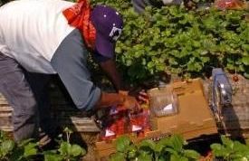 Problemas respiratorios, recién nacidos afectados y noches sin dormir, entre los efectos que tenía el clorpirifós, pesticida que a partir de ahora está prohibido usar en los campos de California.