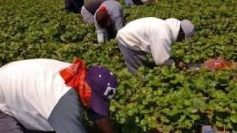 Problemas respiratorios, recién nacidos afectados y noches sin dormir, entre los efectos que tenía el clorpirifós, pesticida que a partir de ahora está prohibido usar en los campos de California.