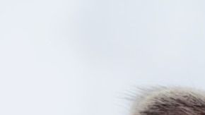 El gato de un presidente de EEUU es el inspirador de esta fecha.