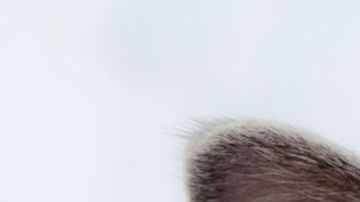 El gato de un presidente de EEUU es el inspirador de esta fecha.