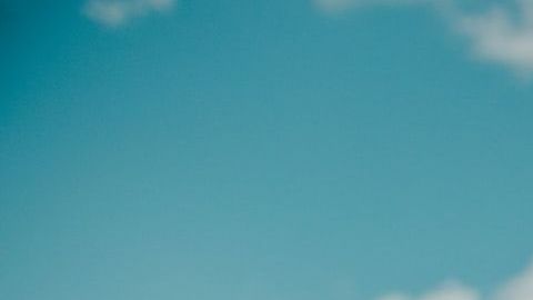 Consejos para volar con tu mascota / Créditos: Fotógrafo Avi Richards vía Unsplash