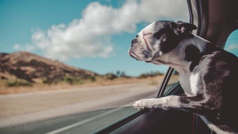 Consejos para volar con tu mascota / Créditos: Fotógrafo Avi Richards vía Unsplash