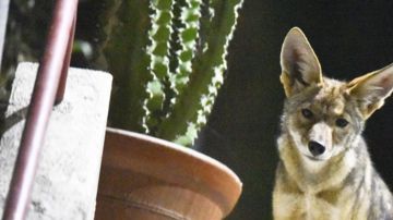 Los coyotes ya son viejos compañeros de la población en Los Ángeles.