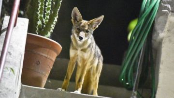 Los coyotes ya son viejos compañeros de la población en Los Ángeles.