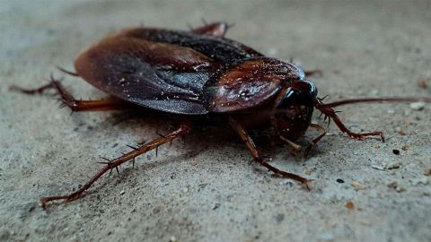 El joven no pudo de comer por miedo a entrar a la cocina y encontrarse al bicho.