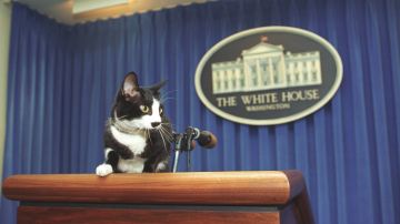 El Día del Gato se celebra cada 20 de febrero en honor a Socks, el gato que viviera en la Casa Blanca con la familia Clinton.