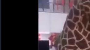 La mujer creyó que con esto, tendría doble protección.