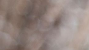 "Nika" era una perra sociable y cariñosa.