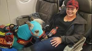 Ronica Froese viajó con su caballo miniatura en primera clase.