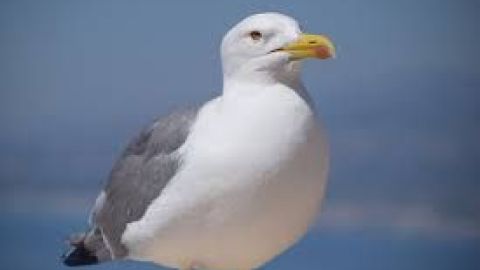 Gaviota.