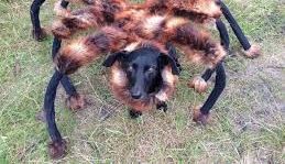 El animal disfrazado de araña gigante es muy popular en YouTube.