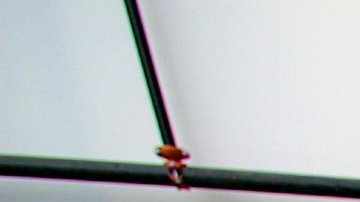 Así son las camas de los albergues temporales en LA.