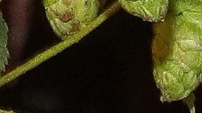 La pareja disfruta del Oktoberfest.