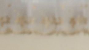 foto general de voto