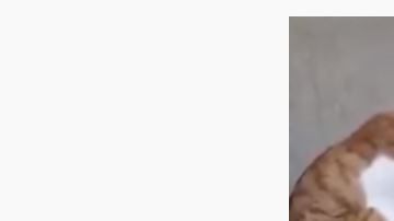 El gato ve muy conmovido la foto de su dueña.