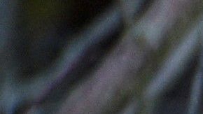 El coyote fue visto en el patio trasero de la casa de un vecino.