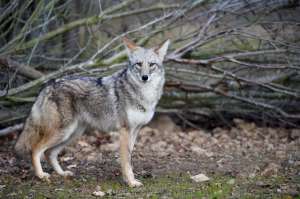 Alerta por coyotes merodeando Queens y Long Island
