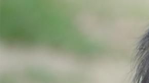 La nueva bebé gorila, tranquila con su mamá, en el zoológico de Los Ángeles.