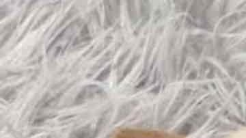 Herman y Lundy son inseparables. Mia Foundation