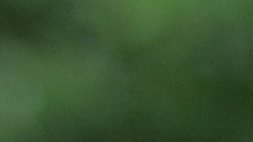 Los cojinetes de los perros estarán sanos con  un bálsamo especial para ellos y hecho en casa.